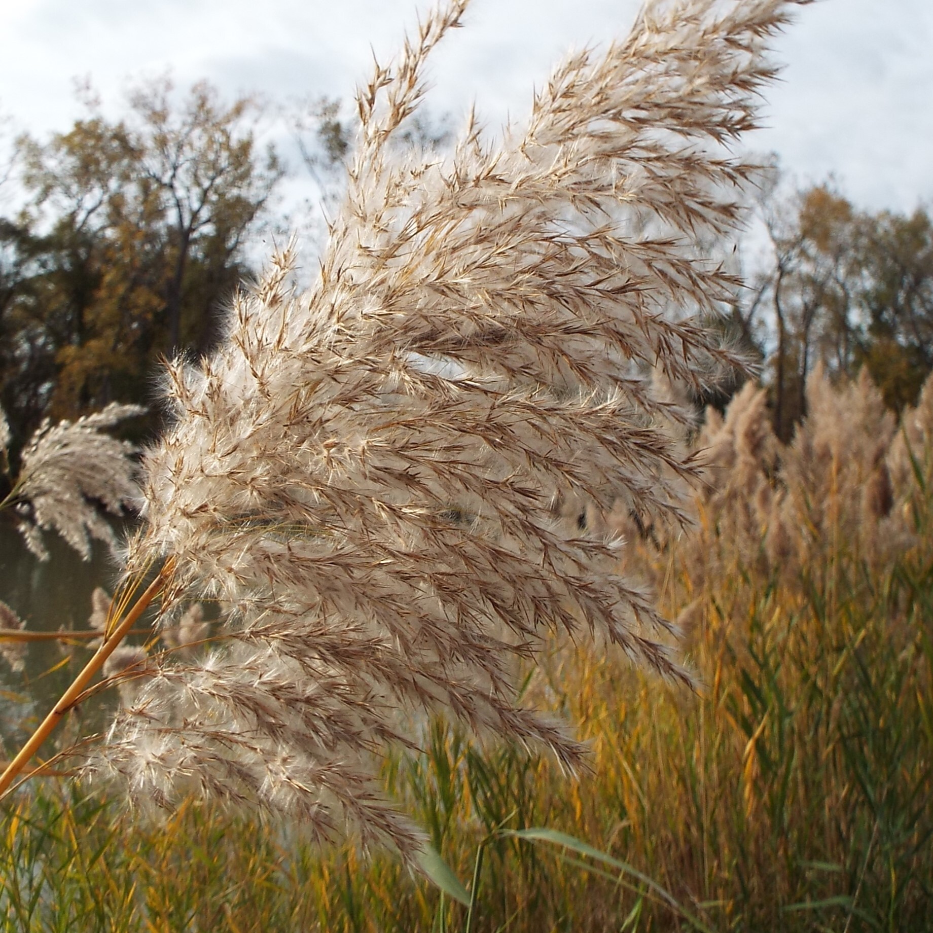 Phragmites, a non-native perennial grass species that has become increasingly problematic in the Great Lakes Region.